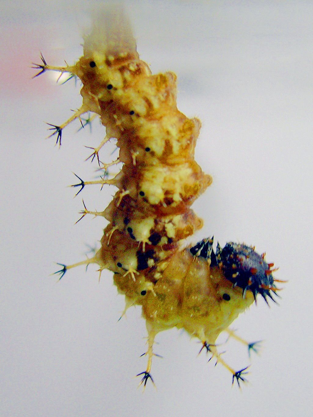 按此在新視窗瀏覽圖片