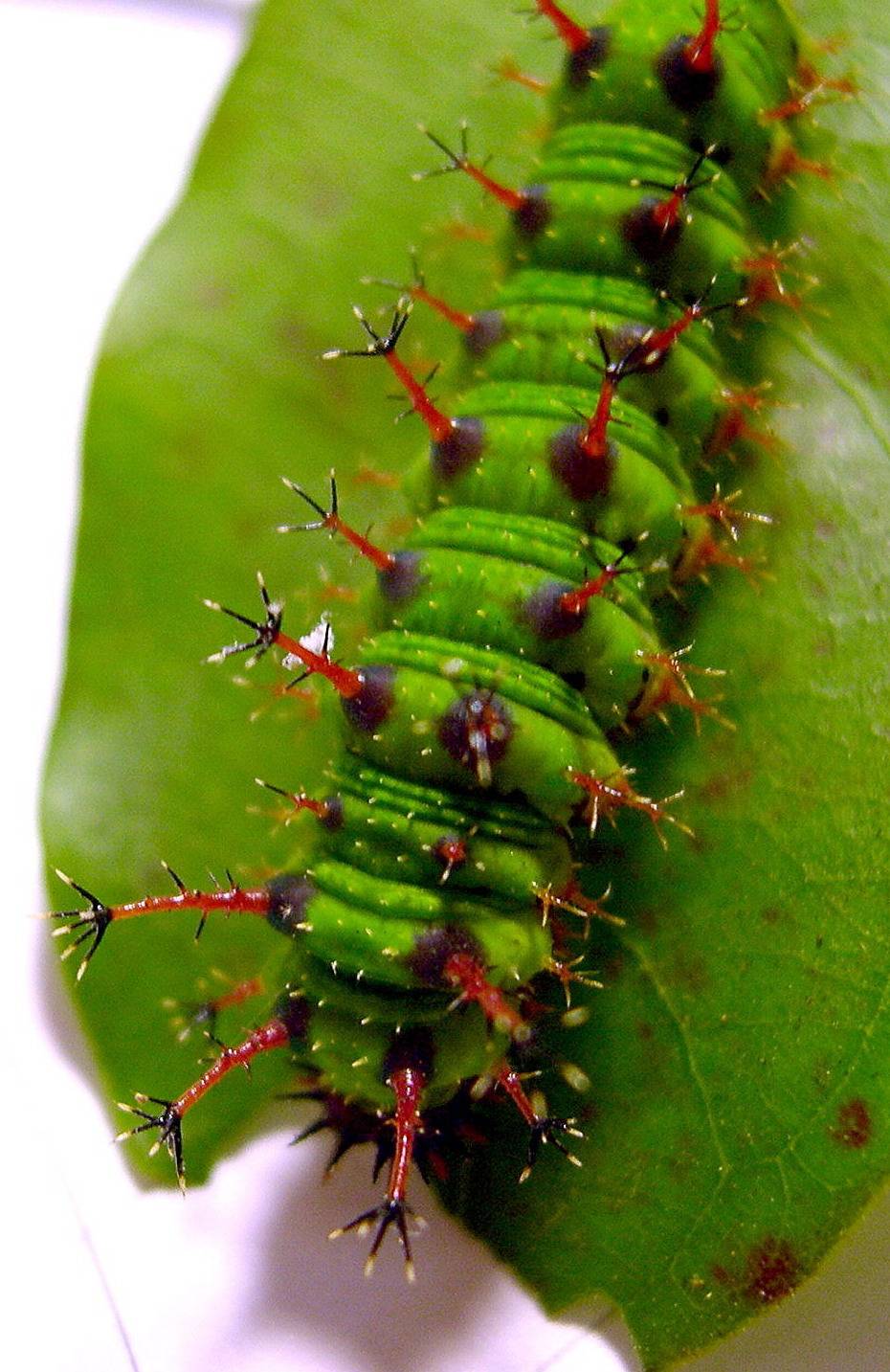 按此在新視窗瀏覽圖片