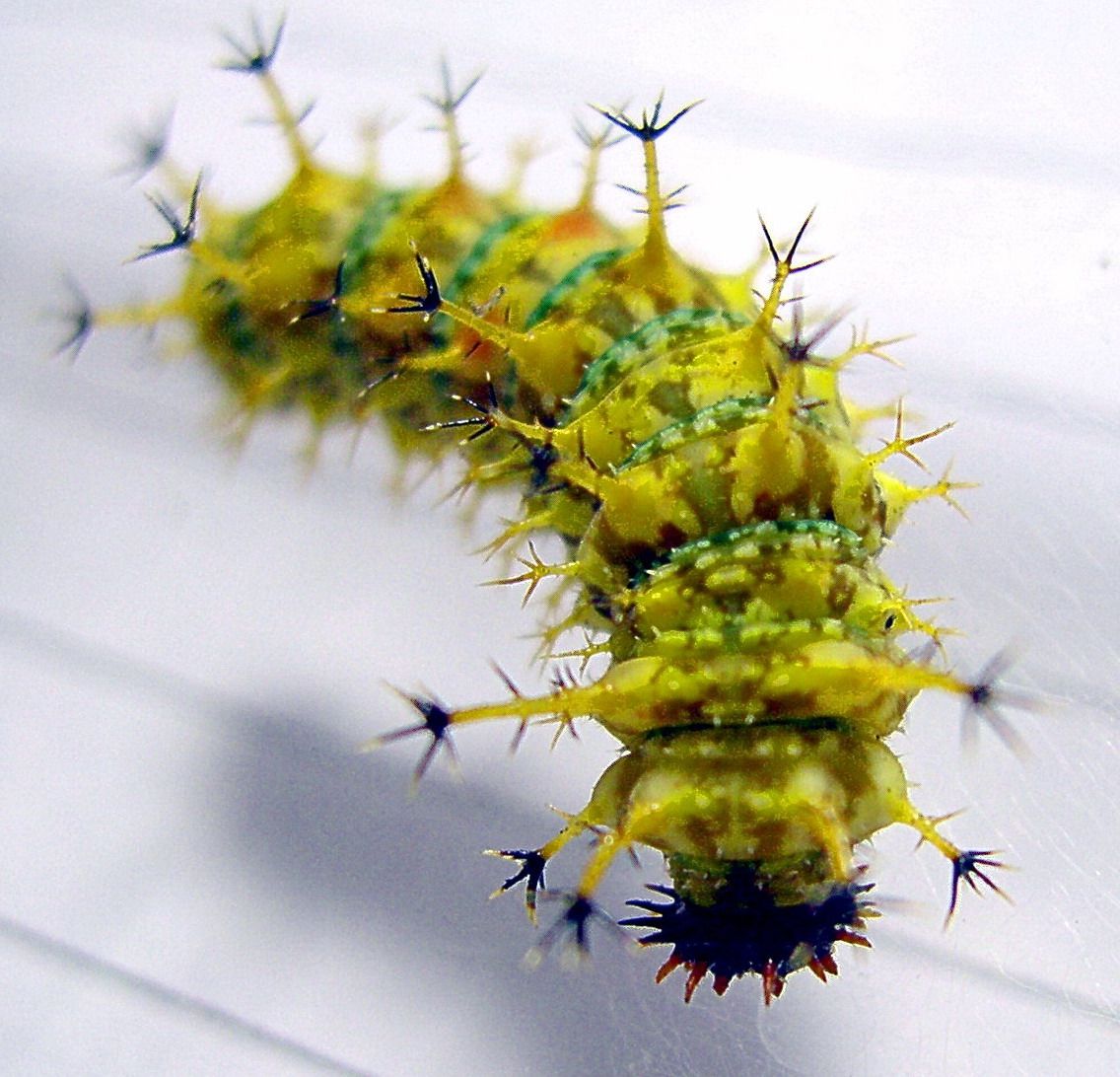 按此在新視窗瀏覽圖片