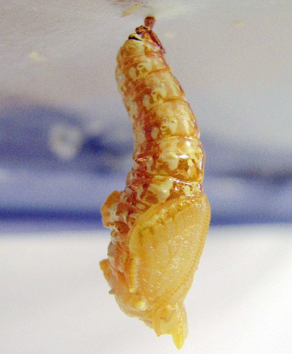 按此在新視窗瀏覽圖片