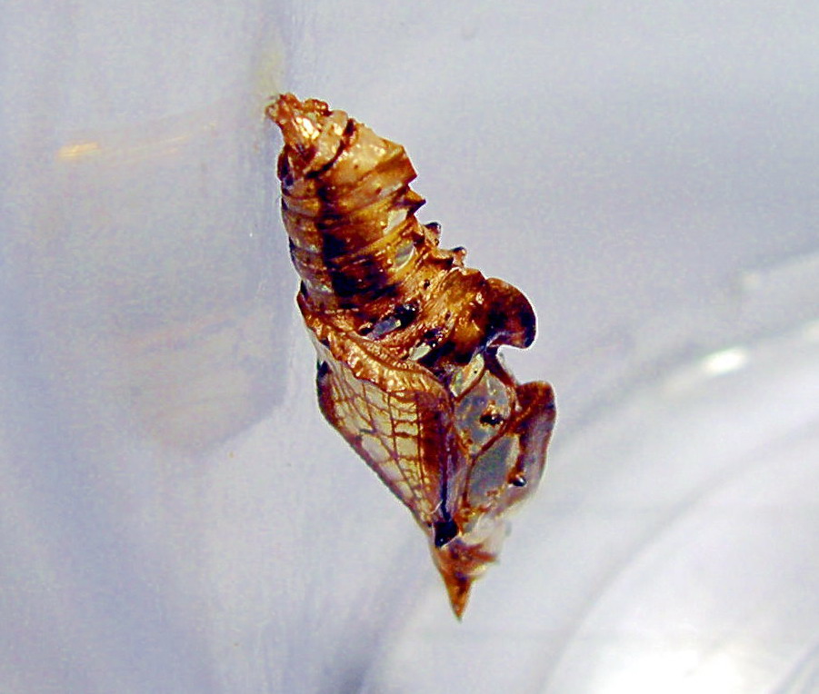 按此在新視窗瀏覽圖片