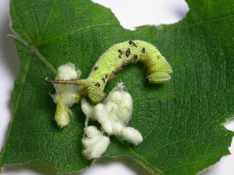 按此在新視窗瀏覽圖片