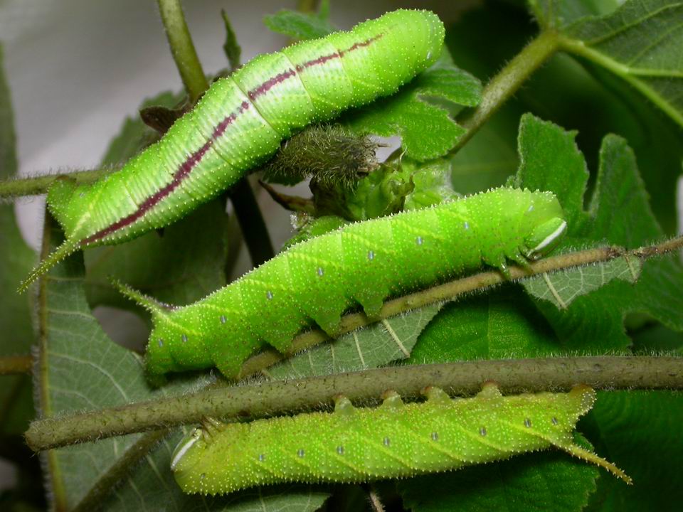按此在新視窗瀏覽圖片