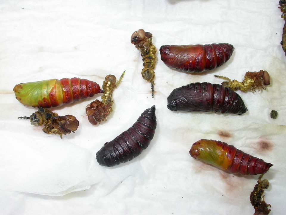 按此在新視窗瀏覽圖片