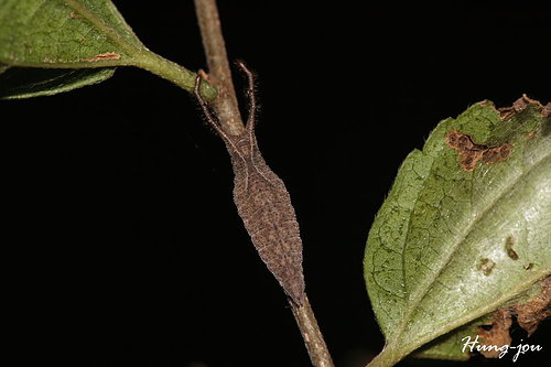 按此在新視窗瀏覽圖片