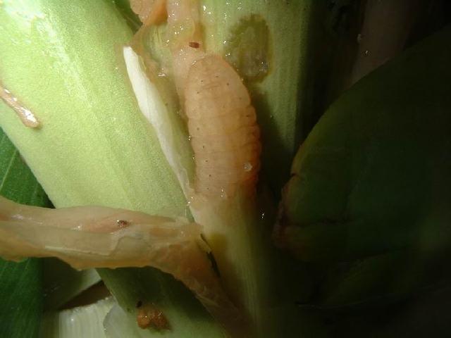 «ö¦¹¦b·sµøµ¡ÂsÄý¹Ï¤ù