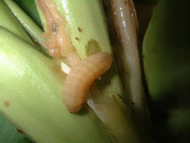 «ö¦¹¦b·sµøµ¡ÂsÄý¹Ï¤ù