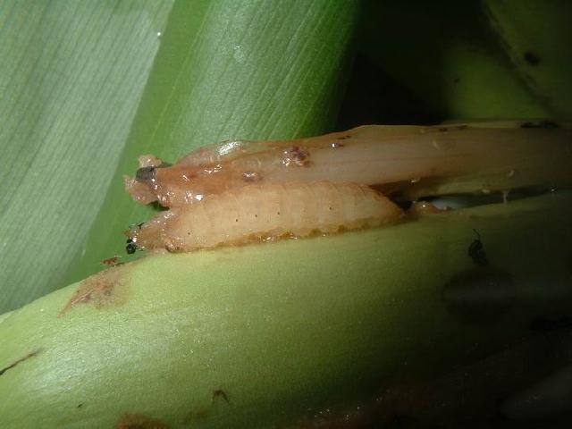 «ö¦¹¦b·sµøµ¡ÂsÄý¹Ï¤ù