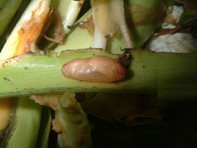 «ö¦¹¦b·sµøµ¡ÂsÄý¹Ï¤ù