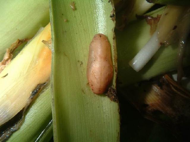 «ö¦¹¦b·sµøµ¡ÂsÄý¹Ï¤ù