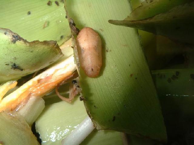 «ö¦¹¦b·sµøµ¡ÂsÄý¹Ï¤ù