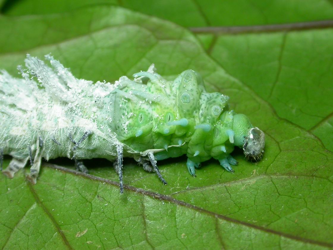 按此在新視窗瀏覽圖片