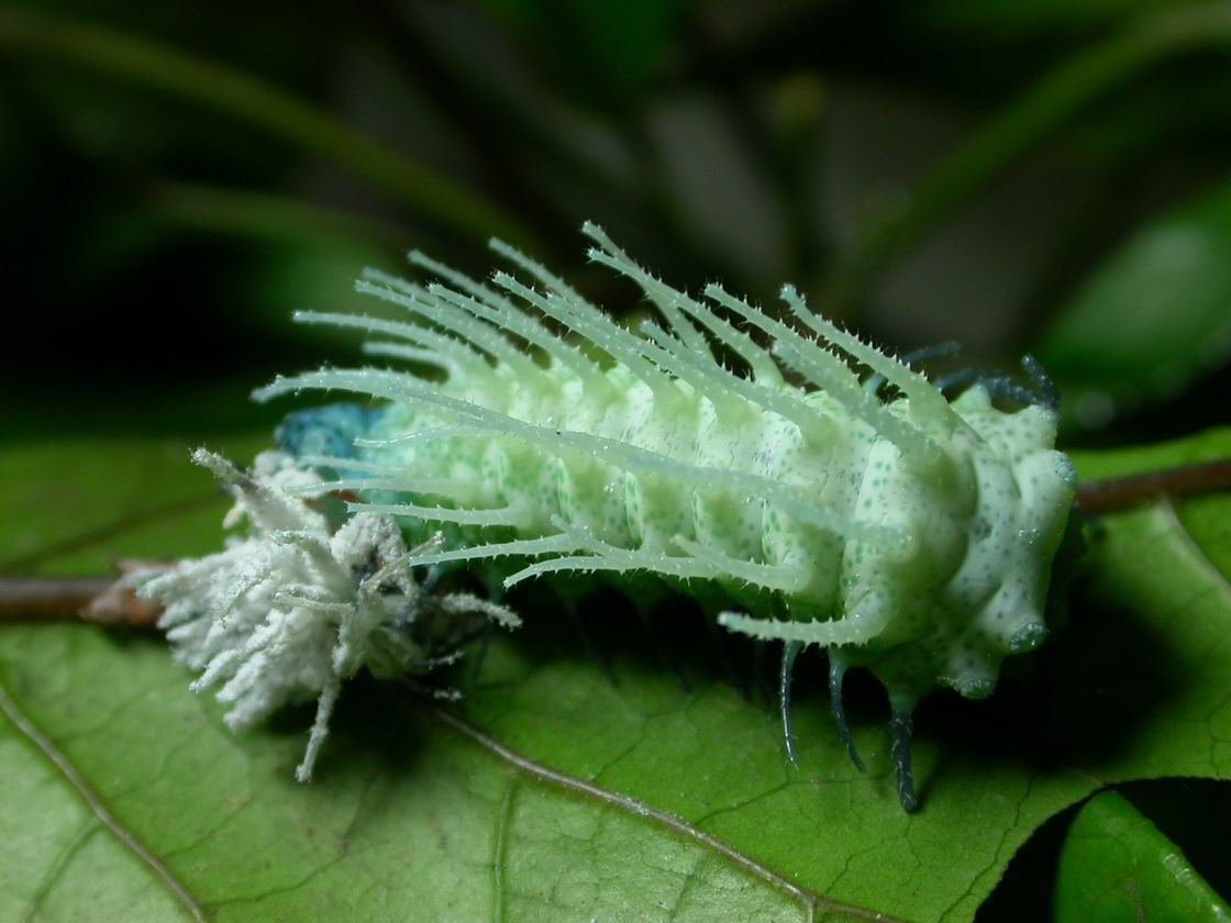 按此在新視窗瀏覽圖片