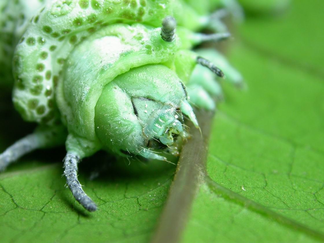 按此在新視窗瀏覽圖片