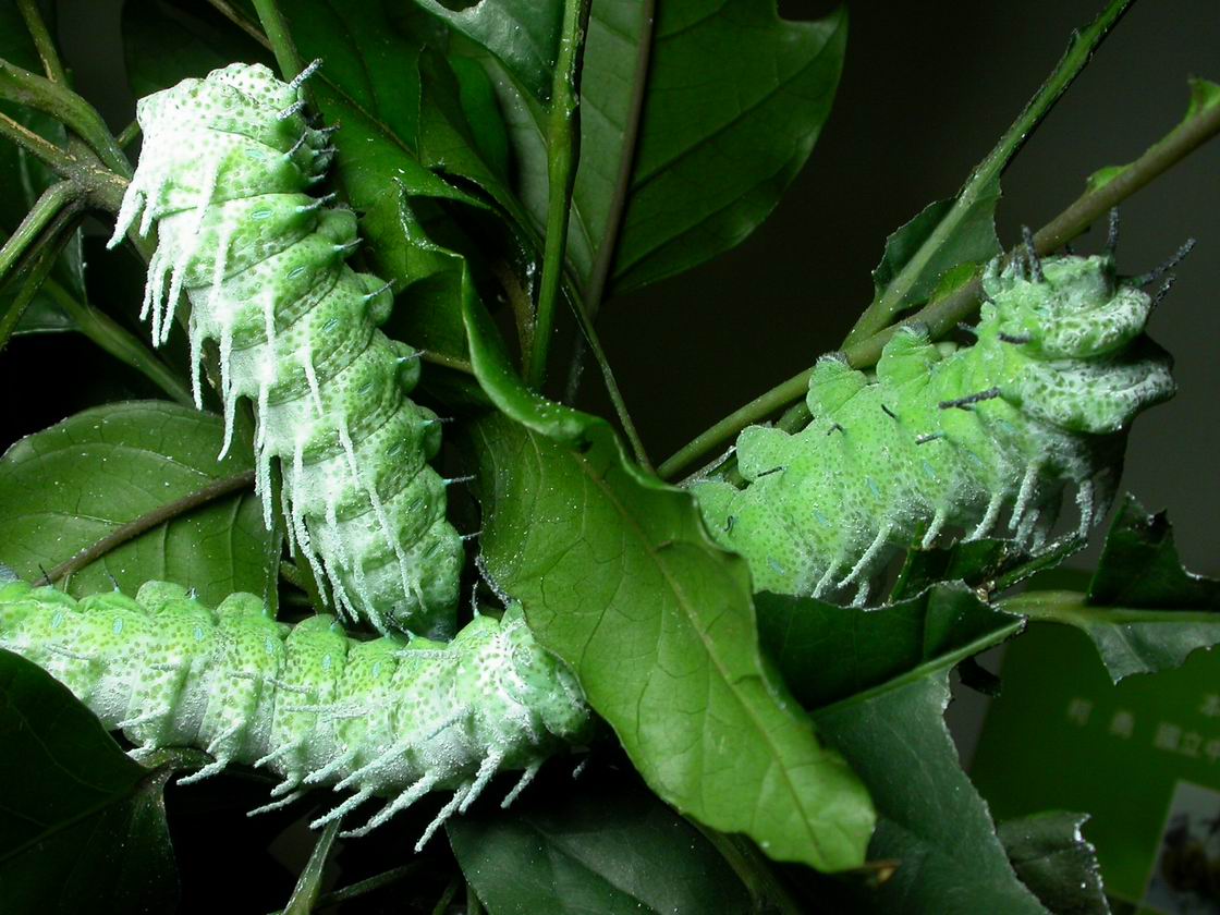 按此在新視窗瀏覽圖片