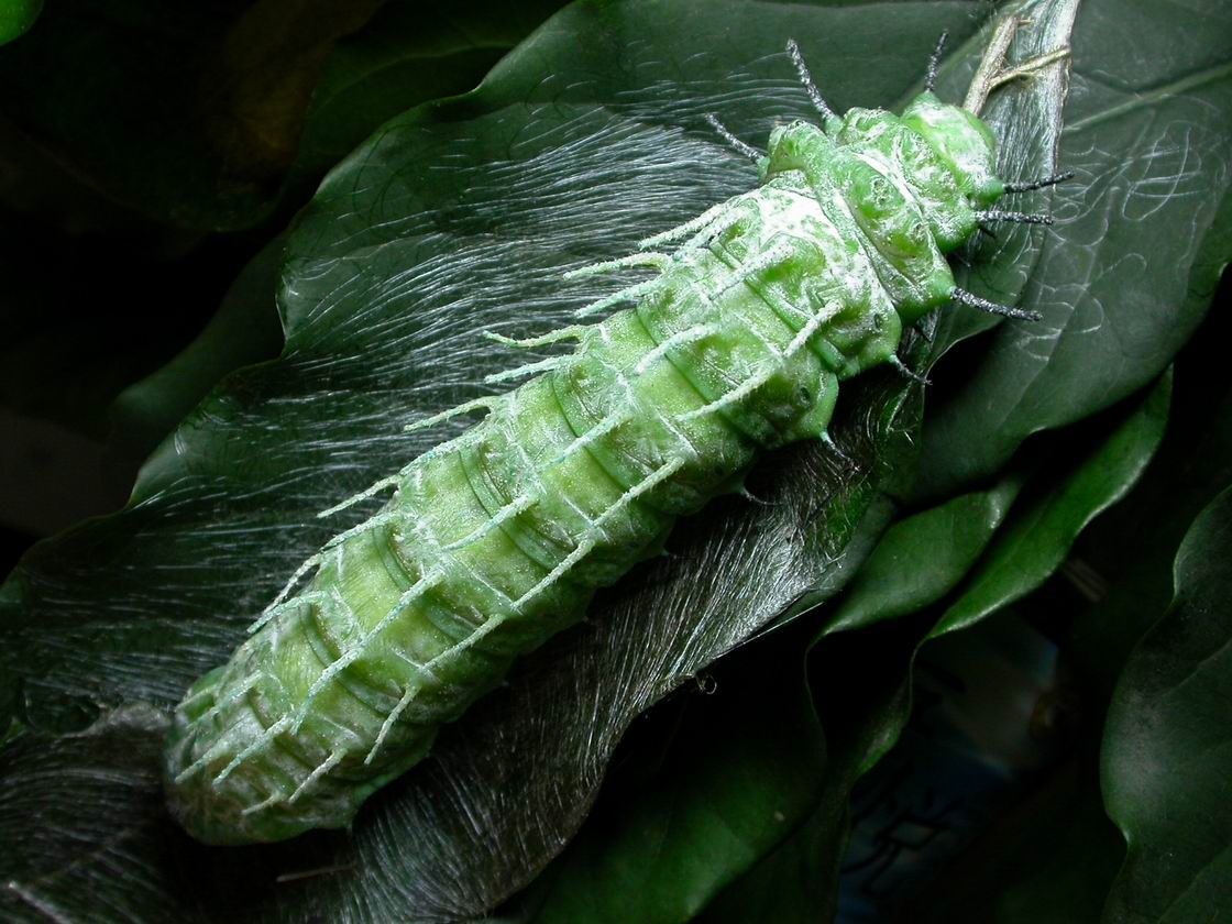 按此在新視窗瀏覽圖片