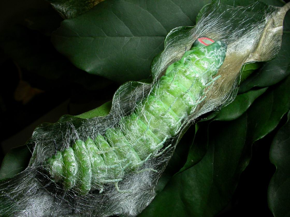 按此在新視窗瀏覽圖片