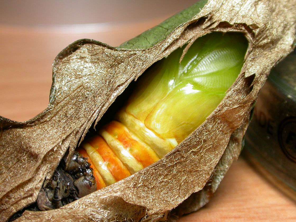 按此在新視窗瀏覽圖片