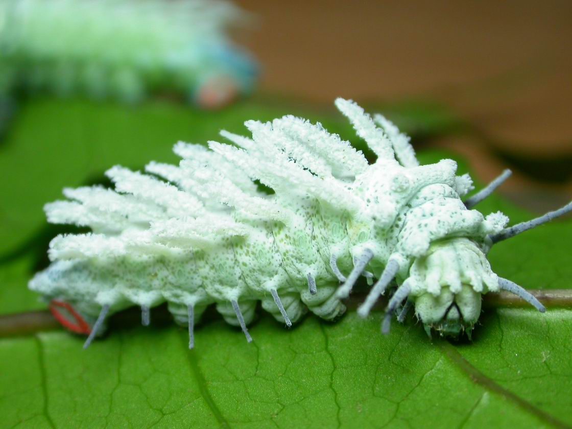 按此在新視窗瀏覽圖片