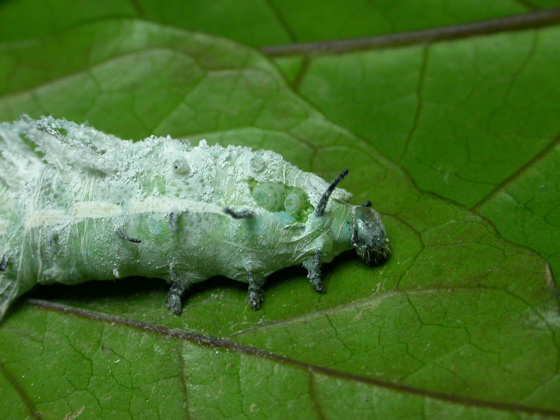 按此在新視窗瀏覽圖片