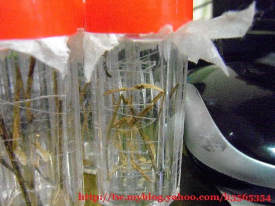 «ö¦¹¦b·sµøµ¡ÂsÄý¹Ï¤ù