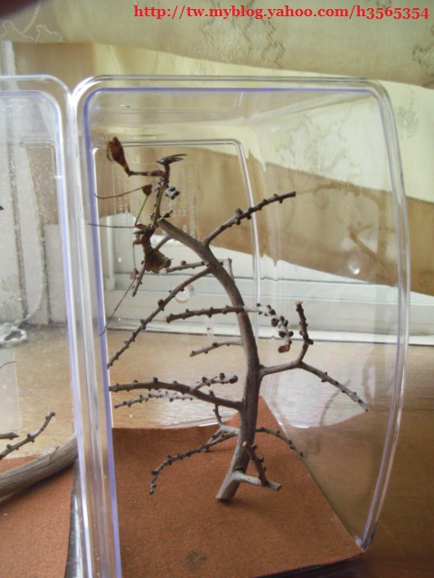 «ö¦¹¦b·sµøµ¡ÂsÄý¹Ï¤ù