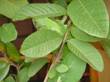 按此在新視窗瀏覽圖片