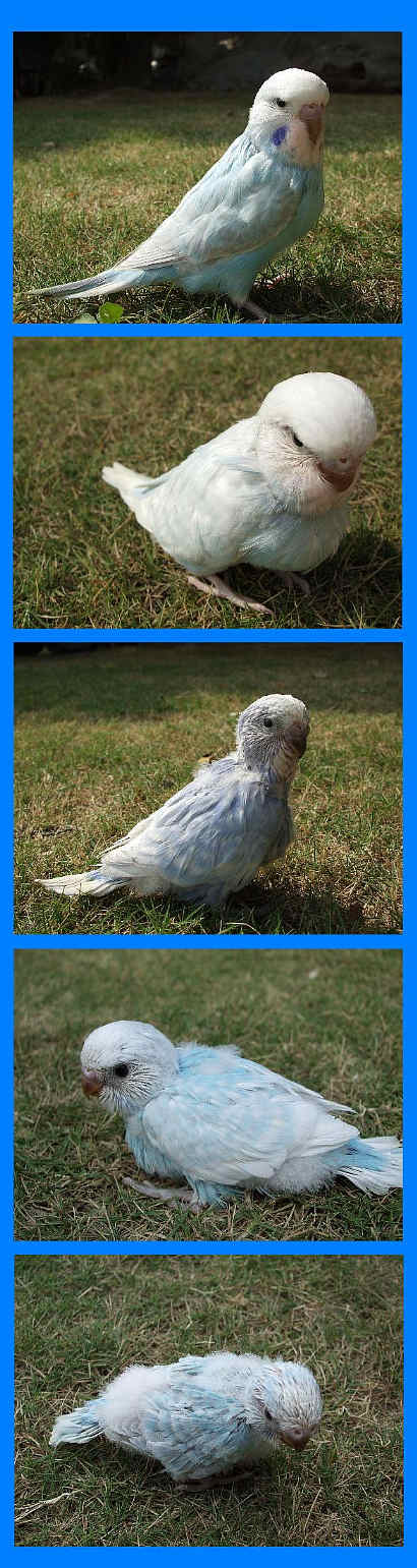 按此在新視窗瀏覽圖片