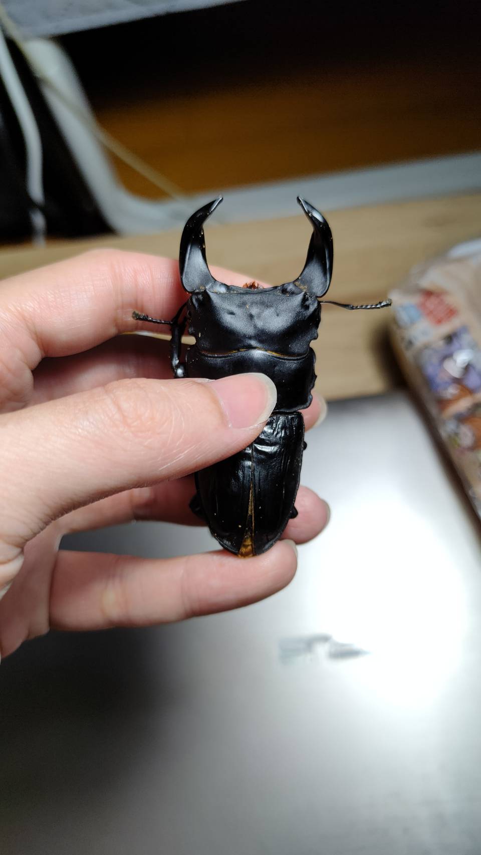 «ö¦¹¦b·sµøµ¡ÂsÄý¹Ï¤ù