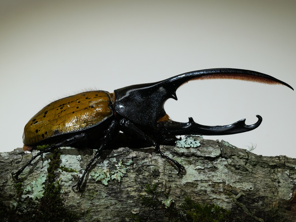 «ö¦¹¦b·sµøµ¡ÂsÄý¹Ï¤ù