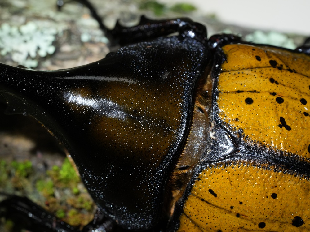 «ö¦¹¦b·sµøµ¡ÂsÄý¹Ï¤ù