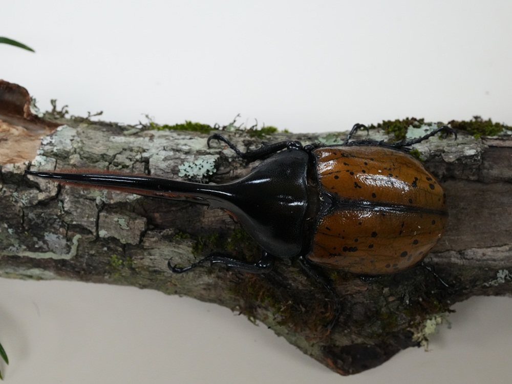 «ö¦¹¦b·sµøµ¡ÂsÄý¹Ï¤ù