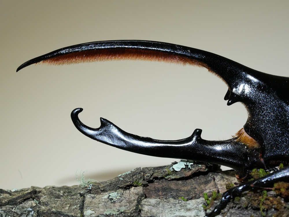 «ö¦¹¦b·sµøµ¡ÂsÄý¹Ï¤ù