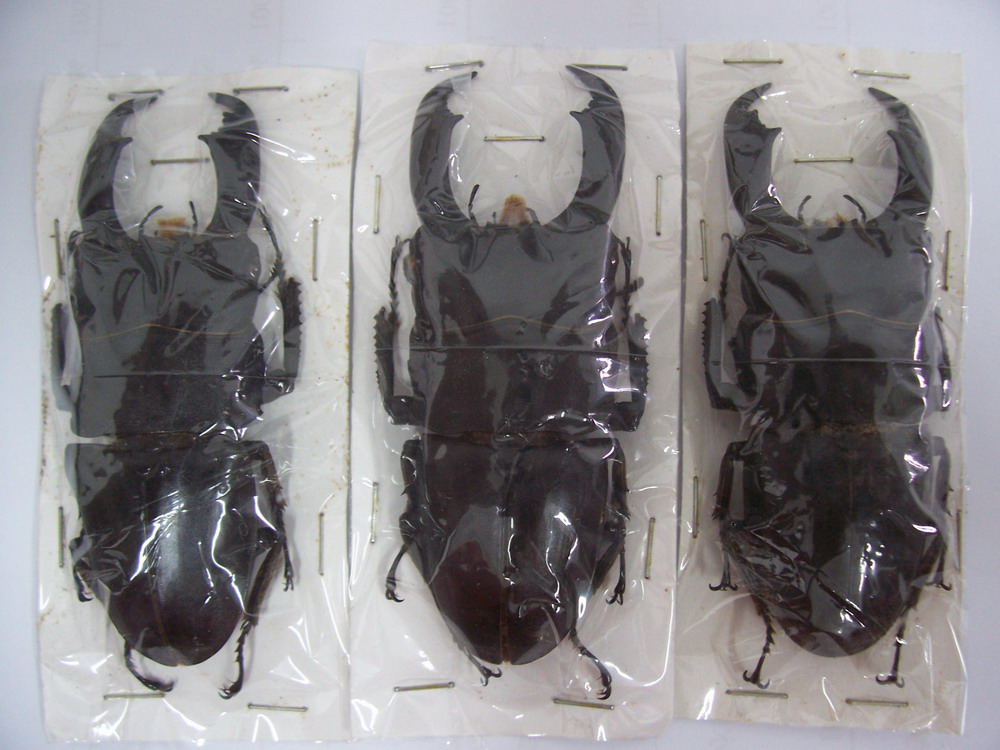 «ö¦¹¦b·sµøµ¡ÂsÄý¹Ï¤ù