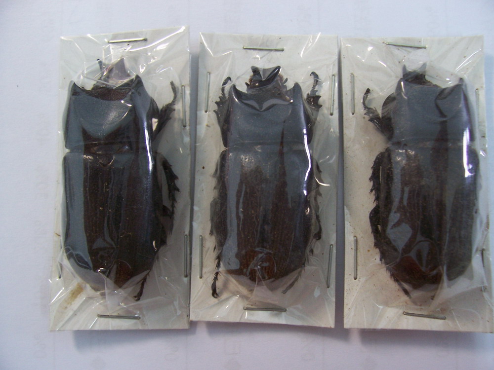 «ö¦¹¦b·sµøµ¡ÂsÄý¹Ï¤ù