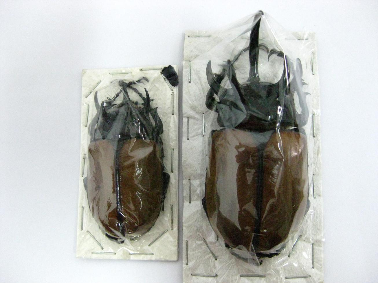 «ö¦¹¦b·sµøµ¡ÂsÄý¹Ï¤ù