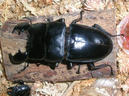 按此在新視窗瀏覽圖片