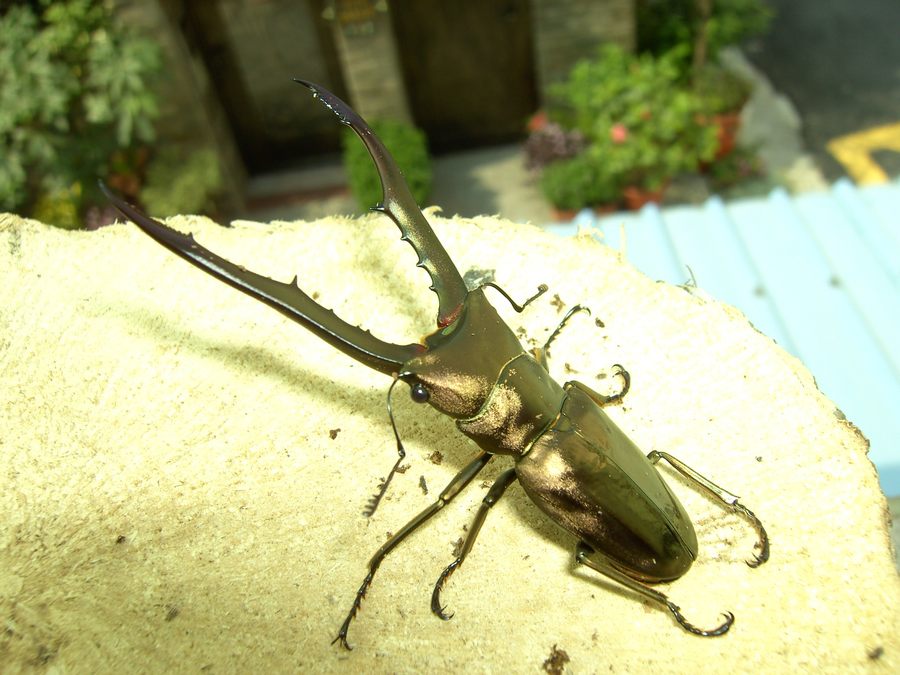 按此在新視窗瀏覽圖片