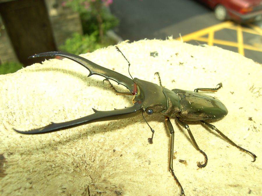 按此在新視窗瀏覽圖片