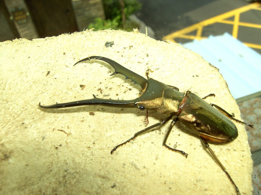 按此在新視窗瀏覽圖片