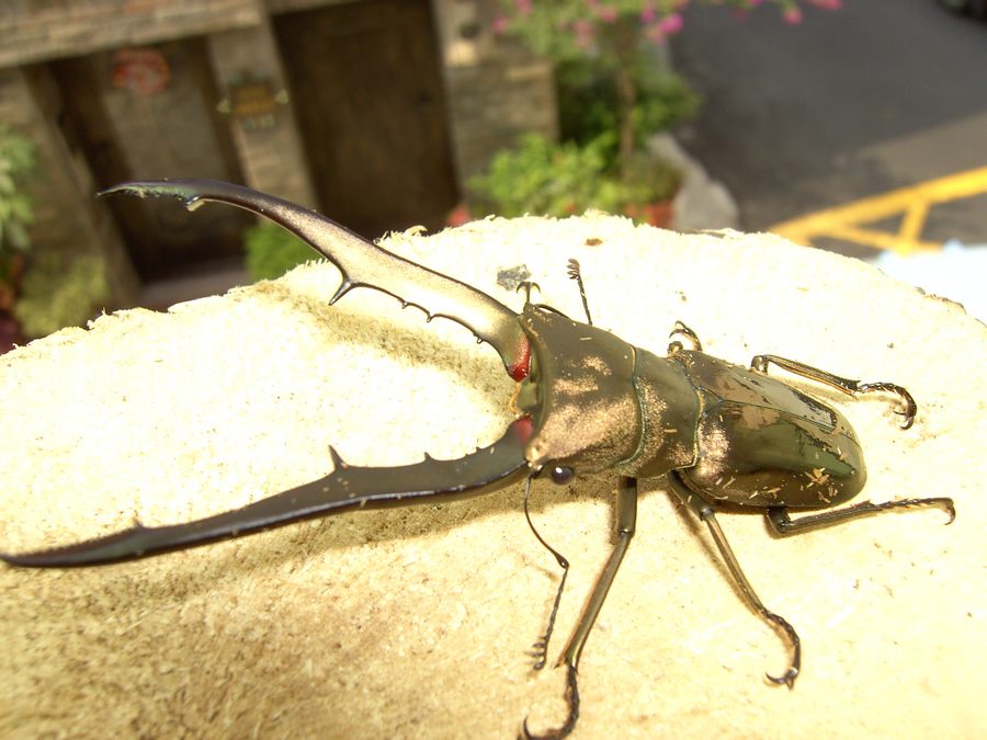 按此在新視窗瀏覽圖片