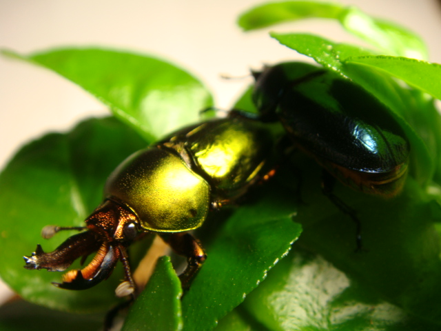 按此在新視窗瀏覽圖片