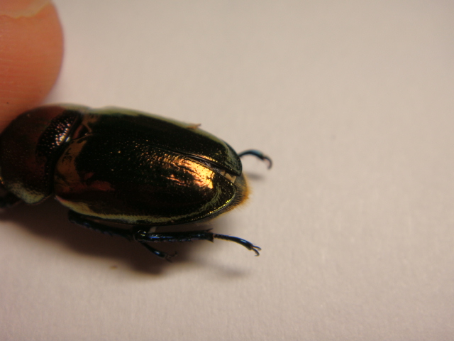 按此在新視窗瀏覽圖片