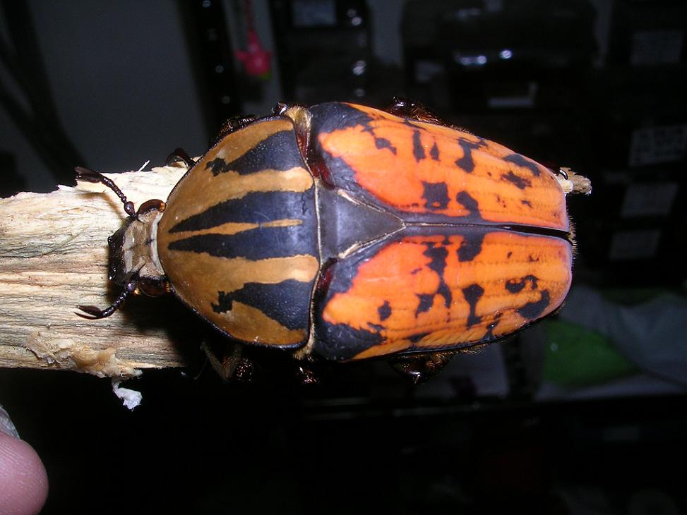 按此在新視窗瀏覽圖片