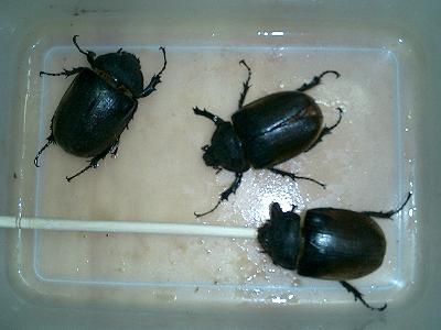 按此在新視窗瀏覽圖片