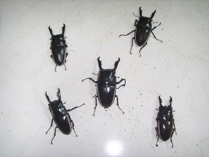 按此在新視窗瀏覽圖片