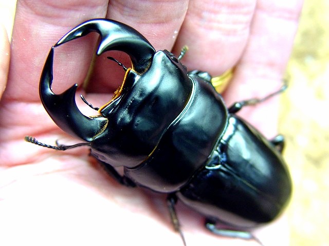 按此在新視窗瀏覽圖片