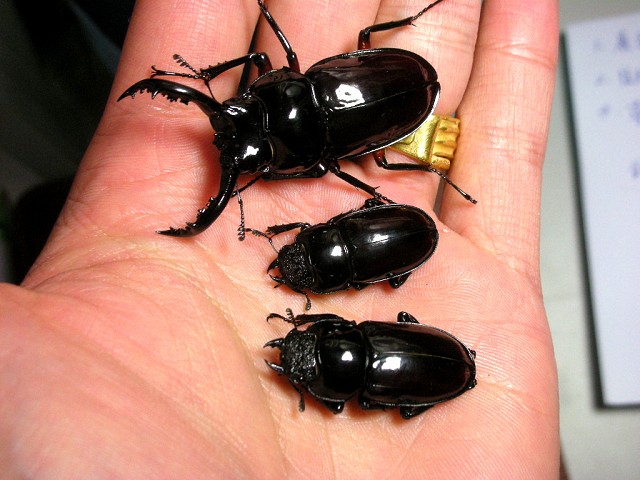 按此在新視窗瀏覽圖片