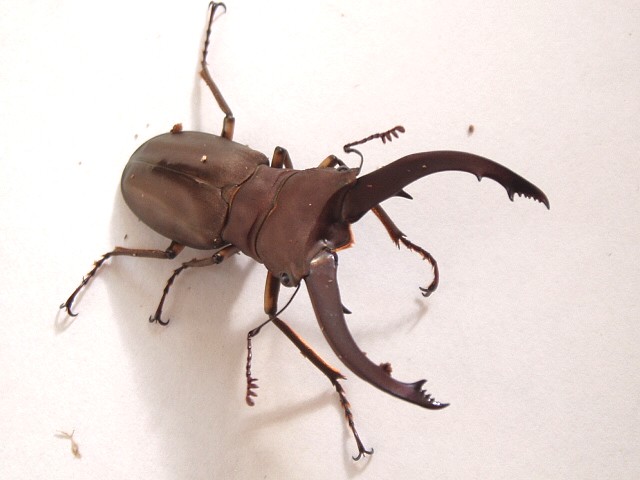 按此在新視窗瀏覽圖片