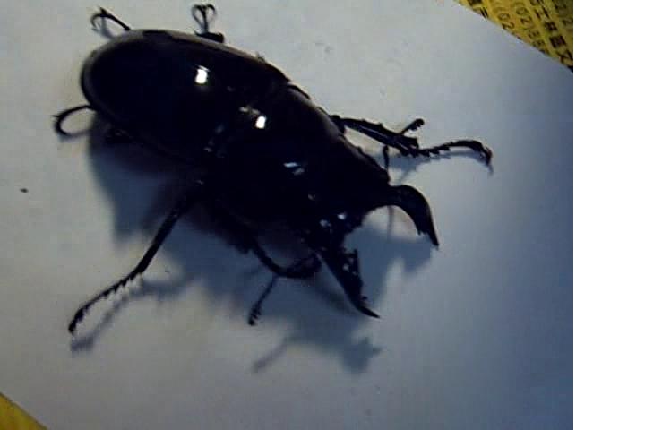 按此在新視窗瀏覽圖片